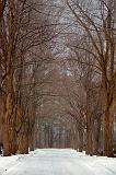 Snowy Lane_13509